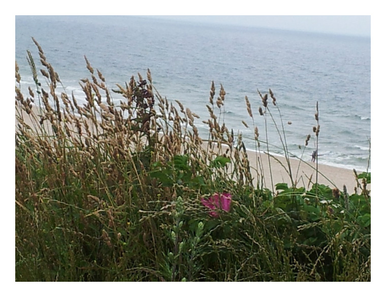 Steilufer mit Gras und Meeresblick